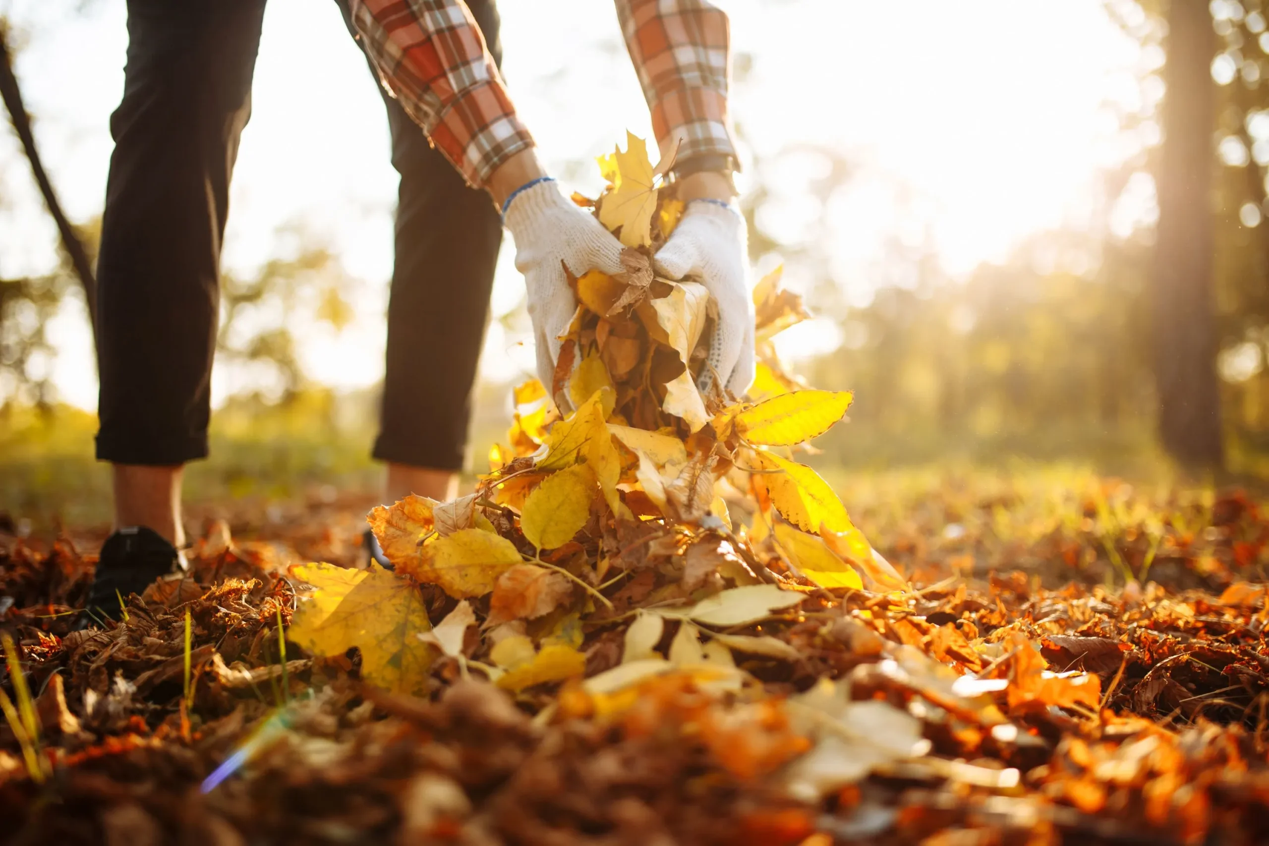 A person leans down to pick up a pile of fallen leaves in their yard.